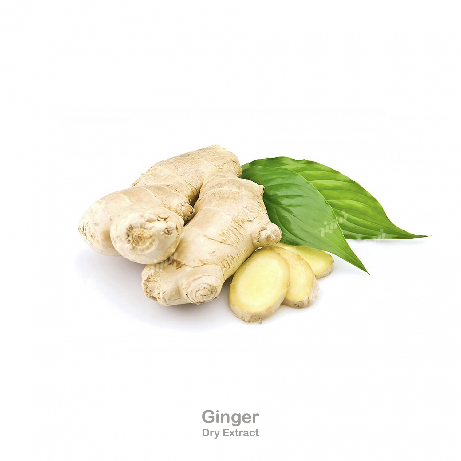 Ginger Dry Extract شرکت دارویی زردبند